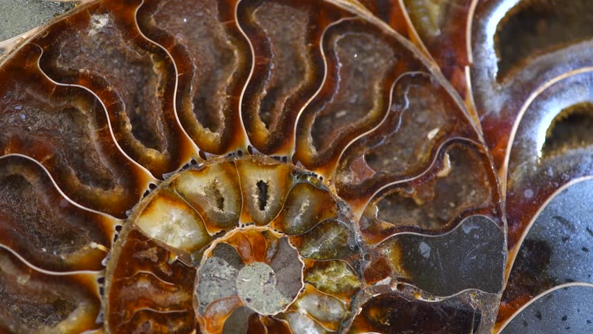 Nautilus shell, Ammonite fossil shell section rotation backdrop. Ancient macro abstract texture Background. Polished ammonite fossil shell with mineral crystals. Close up. 