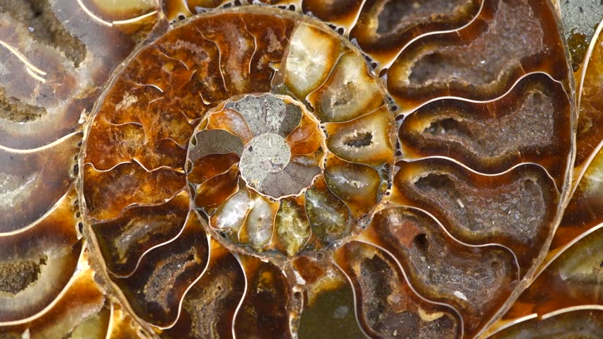Nautilus shell, Ammonite fossil shell section rotation backdrop. Ancient macro abstract texture Background. Polished ammonite fossil shell with mineral crystals. Close up. 
