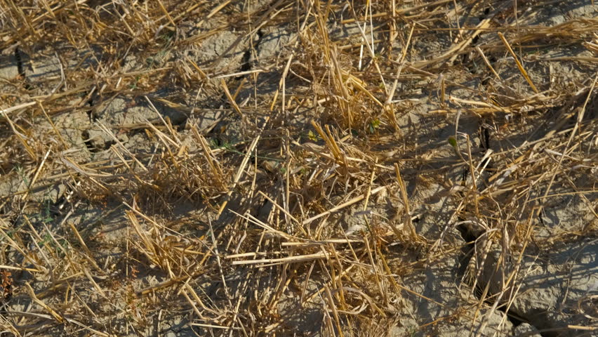 Dry cracked soil and straw in cultivated field during drought. Parched agricultural landscape revealing severe ground dehydration, cracked earth exposing critical climate change for farming