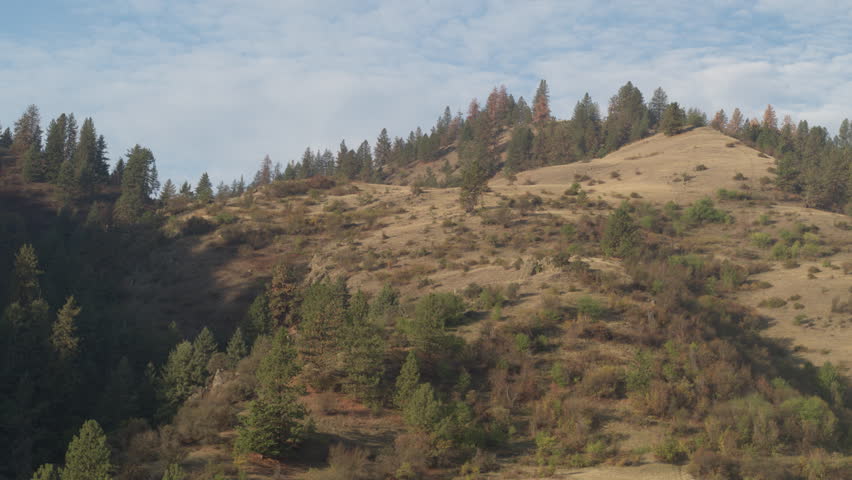 Aerial of dry grassy hillside with pine trees in White Bird Idaho on sunny fall day