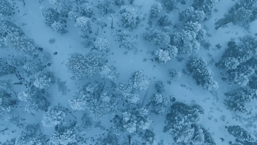 Cinematic drone exploring winter landscapes, topdown winter scene with winding forest pathway, drone footage showcasing meandering icy stream through dense forest during silent winter months