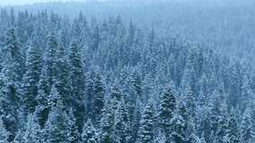 Snowy pine forest, frozen mountain trees under haze, chilly winter landscape with snowcovered pines and atmospheric fog, expansive frosted tree line shrouded in blue mist with silent winter ambiance - Powered by Shutterstock - Get 15% off with code: PIKWIZARD15