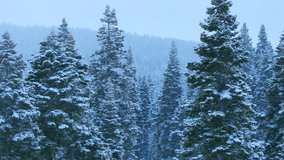 Winter forest scene, closeup of icy conifers with background, sharp image of frosted trees and faraway mountain range, detailed aerial view of snowladen pine branches and distant mountain ridge - Powered by Shutterstock - Get 15% off with code: PIKWIZARD15