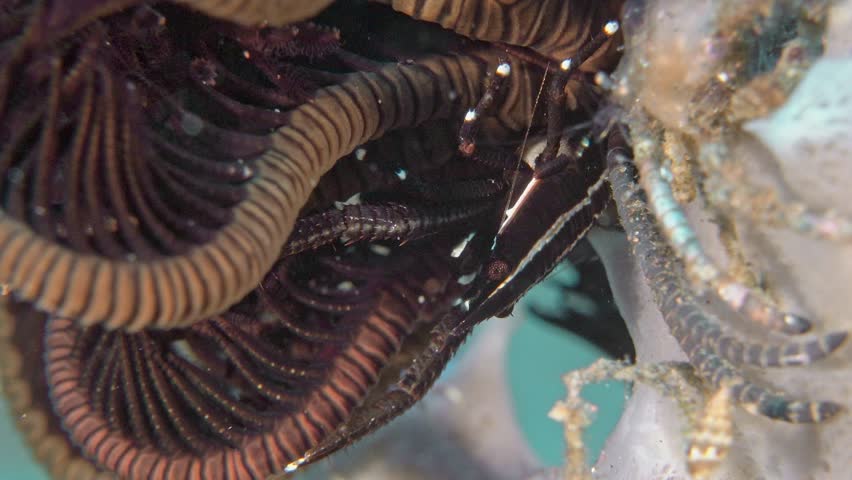 A dark crab hides inside a sea lily. Feather star squat lobster (Allogalathea elegans) Indo-Pacific, 2 cm ID: longitudinal dark stripe down the carapace.	