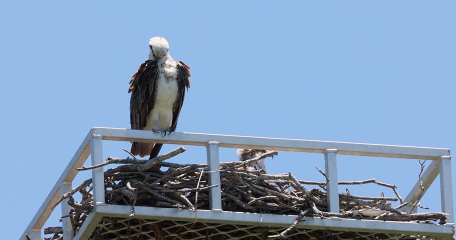 Close up of an Eastern Osprey perched on the edge of it
