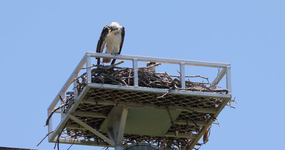 Close up of an Eastern Osprey perched on the edge of it