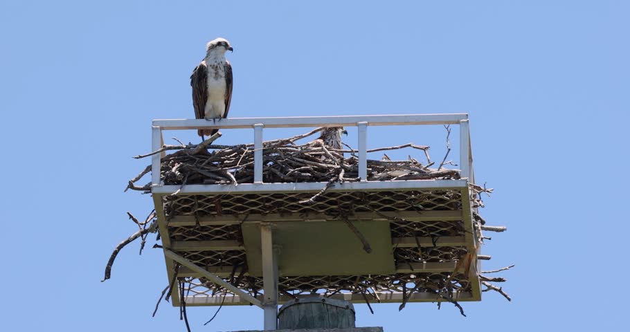 Close up of an Eastern Osprey perched on the edge of it