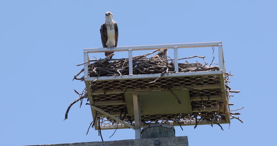 Close up of an Eastern Osprey perched on the edge of it