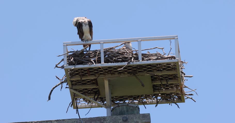 Close up of an Eastern Osprey perched on the edge of it