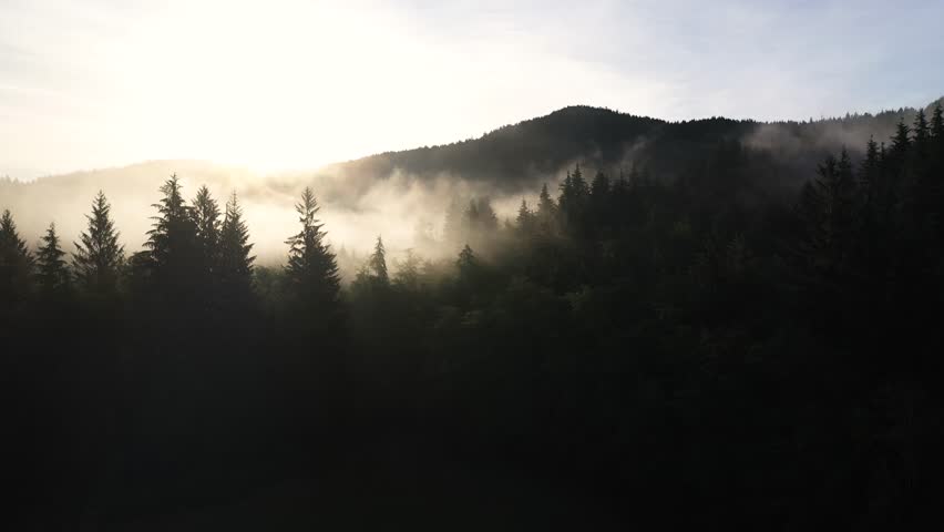 Cinematic Aerial View of Fog Above Coniferous Forest Under Evening Sun 4k