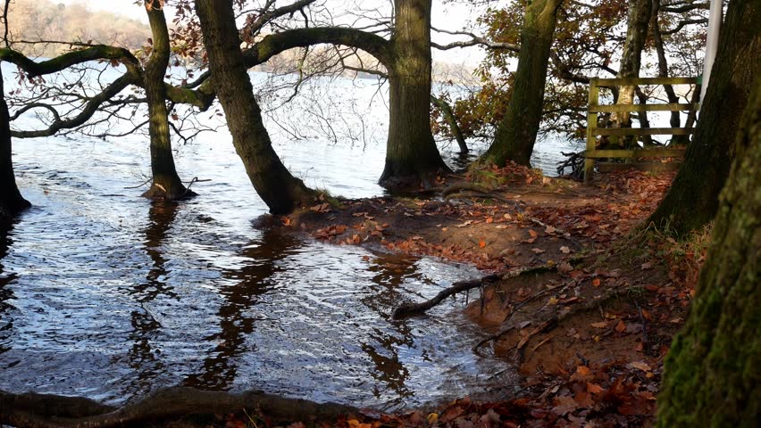 Submerged seasonal Autumn forest woodland trees fall foliage countryside rural scene dolly right to trees 4k