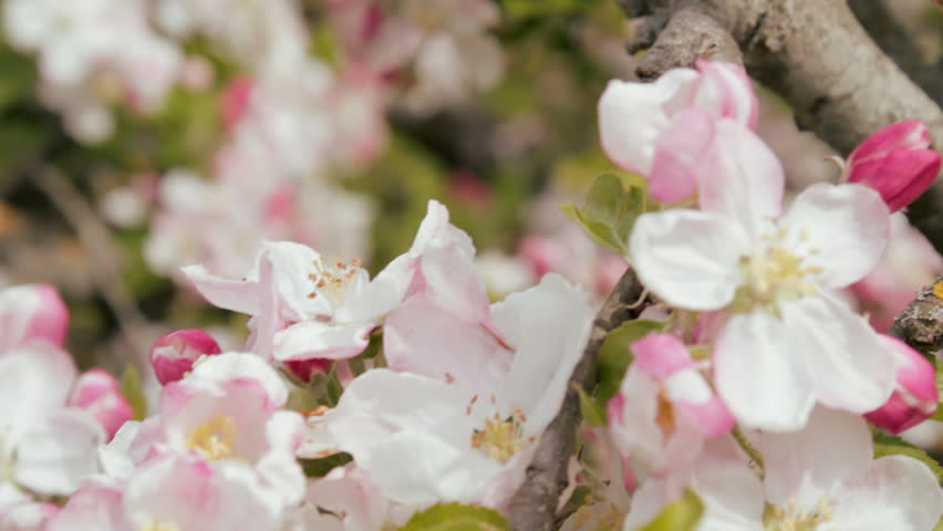 Apple Blossom