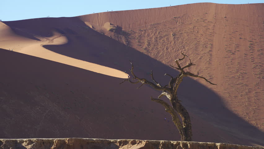 Lonely dead tree standing in Deadvlei, Sossusvlei, Namib Desert, Africa, framed by vast dunes and golden sunlight, highlighting stark beauty and solitude