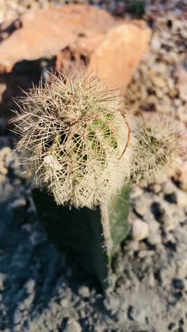 hedgehog cactus, likely the Texas rainbow cactus (Echinocereus dasyacanthus) or the lace cactus (Echinocereus reichenbachii). 