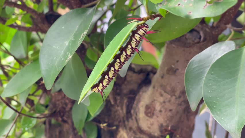 Caterpillar Eating Leaf in Close-Up Macro Shot