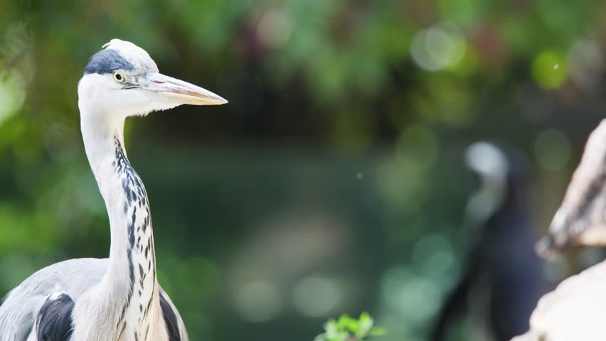 Grey heron stands alert, slowly turning head, bright daylight, soft background, shallow depth of field