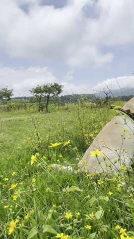Calm dog sitting in a field of yellow wildflowers, looking at scenic mountains under cloudy blue sky. Peaceful nature, relaxation, outdoor freedom and pet lifestyle concept.