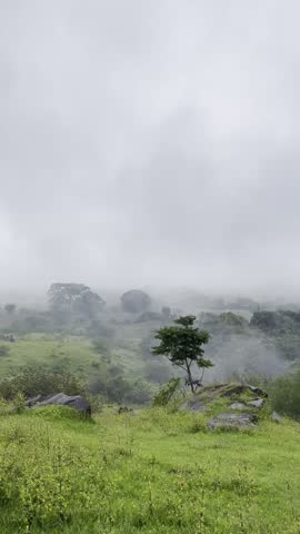 Misty green hills covered with grass, rocks and scattered trees in Guatemala. Peaceful foggy landscape, natural beauty, wilderness, travel and nature serenity concept.