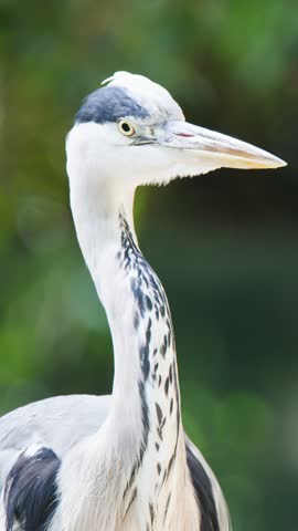 Grey heron slowly turns head, sharp beak visible, soft daylight, blurred green background