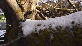 Close up view gliding along a large tree branch that has white fluffy first winter snow covering it during a sunny day. Tree branch has thick and lush green moss and lichens on it. - Powered by Shutterstock - Get 15% off with code: PIKWIZARD15