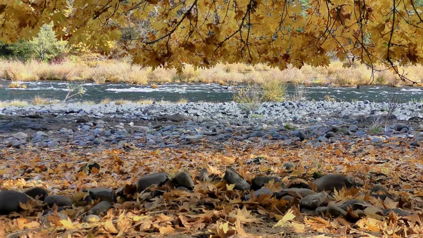 Autumn foliage colorful leaves, North Umpqua river, Oregon