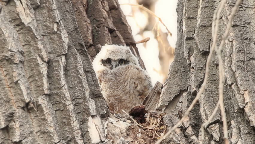 Fuzzy little Great Horned Owl at two weeks old, in nest in a Cottonwood tree in
