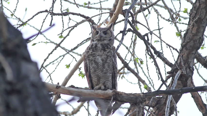 Great Horned Owl on a high branch, looking. HD 1080p