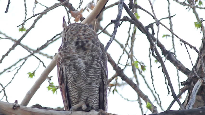 Great Horned Owl sitting on a branch, turning head and looking. HD