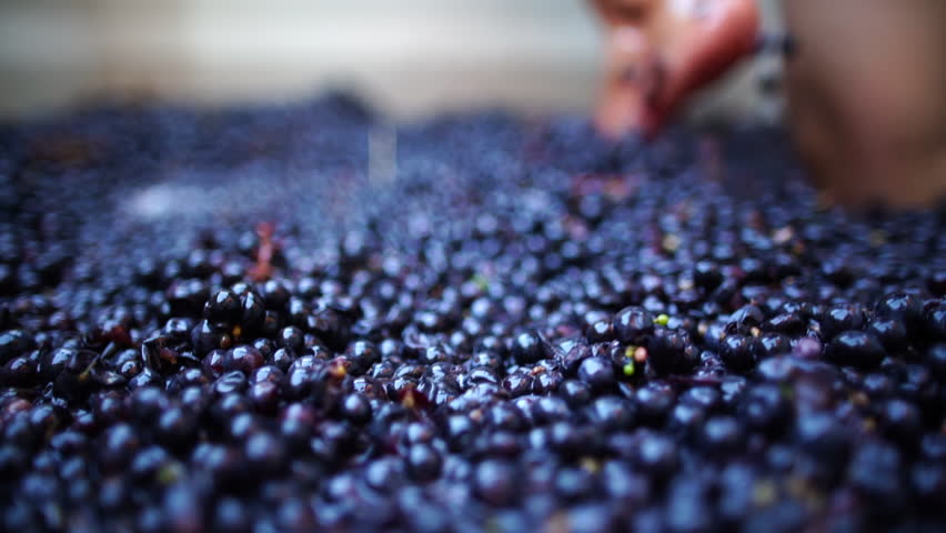 Traditional Grape Stomping for Winemaking: Feet Crushing Ripe Grapes in a Vat.  A close-up, low-angle shot captures bare feet actively crushing a bounty of dark purple grapes in a large vat. 