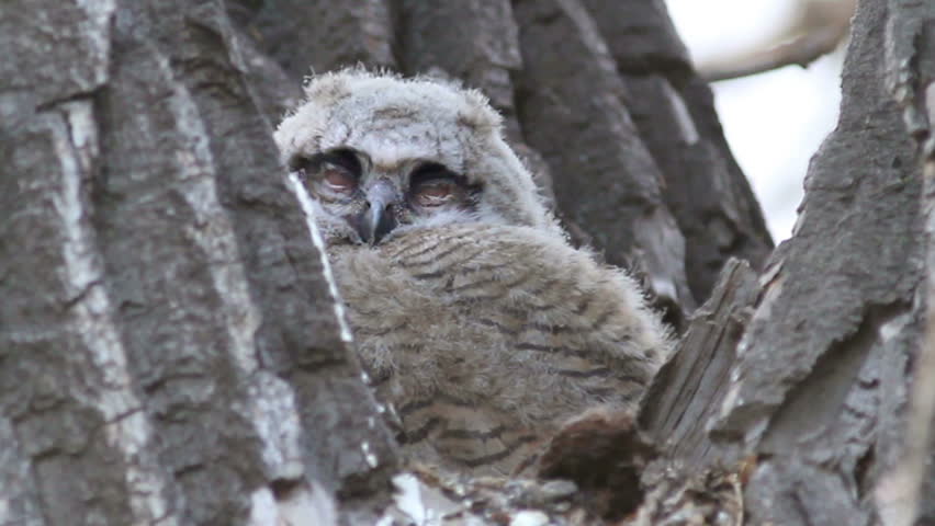 A Great Horned Owl baby, known as an owlet, awakens in it's nest and looks