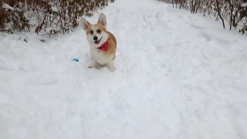 A playful corgi explores a snowy landscape in a city park. The fluffy dog bounds joyfully through the fresh snow, enjoying the winter day. Nearby buildings add to the urban charm