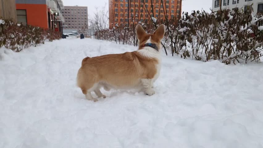 A playful corgi explores a snowy landscape in a city park. The fluffy dog bounds joyfully through the fresh snow, enjoying the winter day. Nearby buildings add to the urban charm
