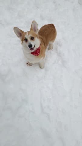 A playful corgi explores a snowy landscape in a city park. The fluffy dog bounds joyfully through the fresh snow, enjoying the winter day. Nearby buildings add to the urban charm