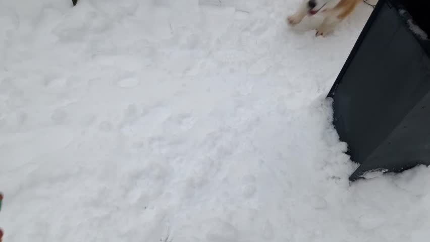 A playful corgi explores a snowy landscape in a city park. The fluffy dog bounds joyfully through the fresh snow, enjoying the winter day. Nearby buildings add to the urban charm