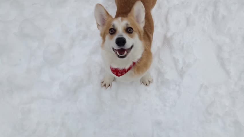 A playful corgi explores a snowy landscape in a city park. The fluffy dog bounds joyfully through the fresh snow, enjoying the winter day. Nearby buildings add to the urban charm