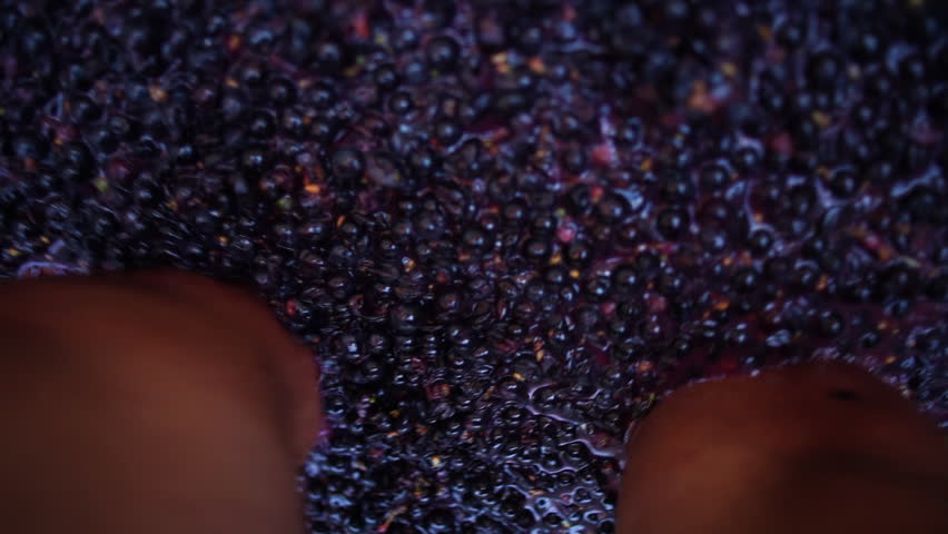 Traditional Grape Stomping for Wine Production. A top-down close-up view captures a bare foot pressing dark purple grapes during traditional winemaking. 