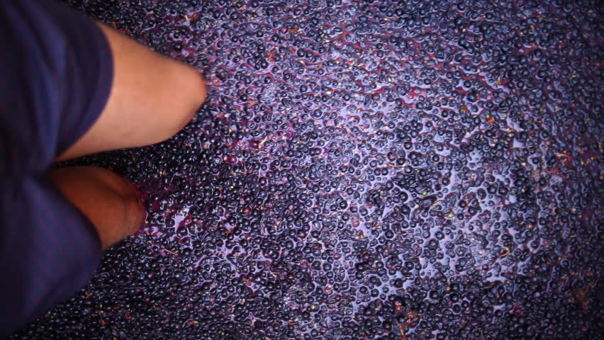 Traditional Grape Stomping for Wine Production. A top-down close-up view captures a bare foot pressing dark purple grapes during traditional winemaking. 