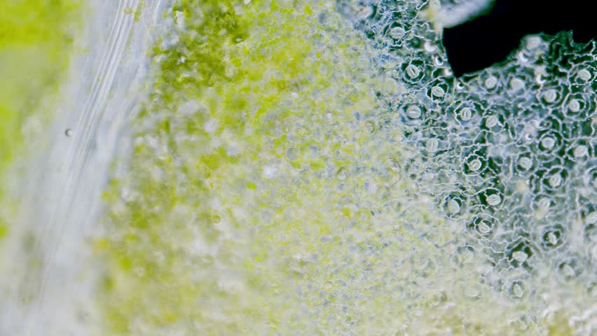 Wide shot of plant breathing cells stomata under microscope dark field