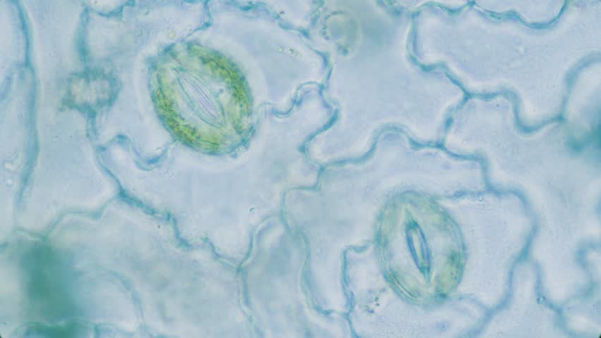 Plant breathing cell stomata with chloroplasts inside, 1000x magnification