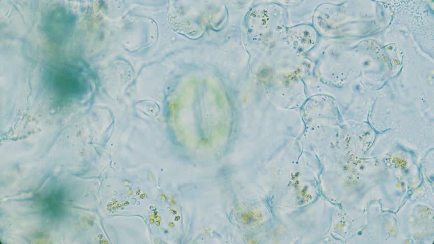 Plant breathing cell stomata with chloroplasts inside, 1000x magnification