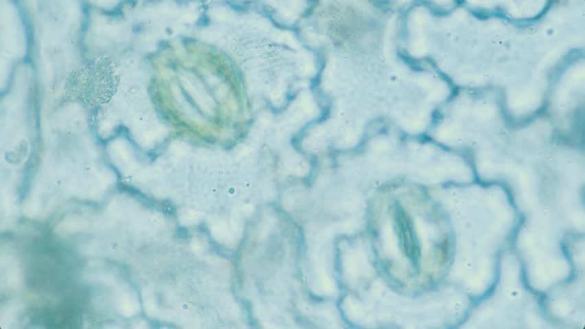 Plant breathing cell stomata with chloroplasts inside, 1000x magnification