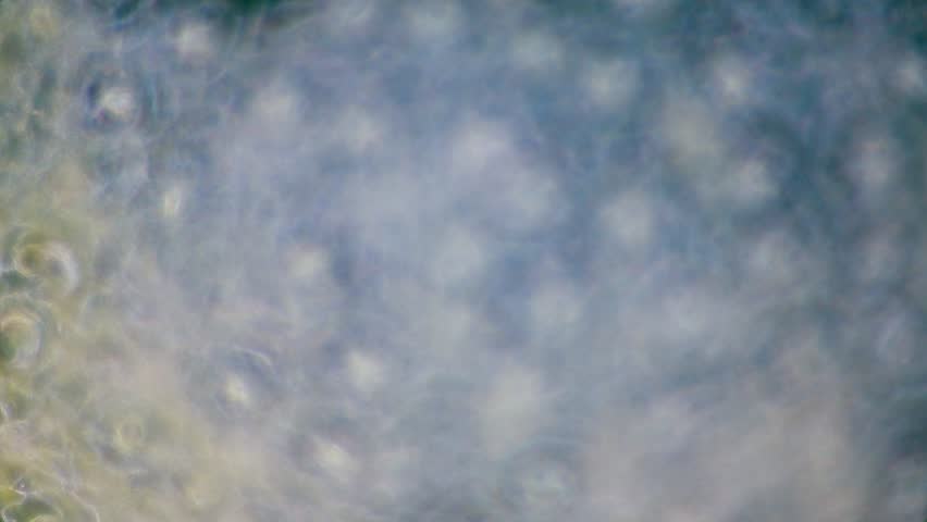 Wide shot of plant breathing cells stomata under microscope dark field