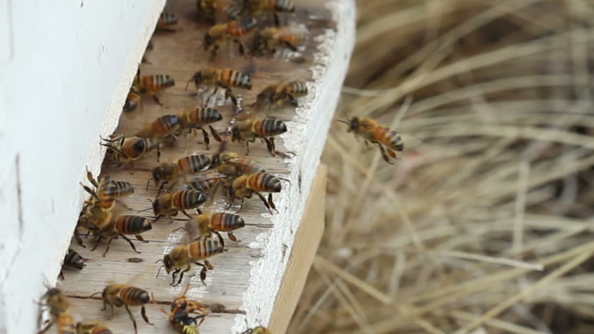 Closeup of Honey Bees at the Entrance to a Hive, or, Nuc. HD 720p