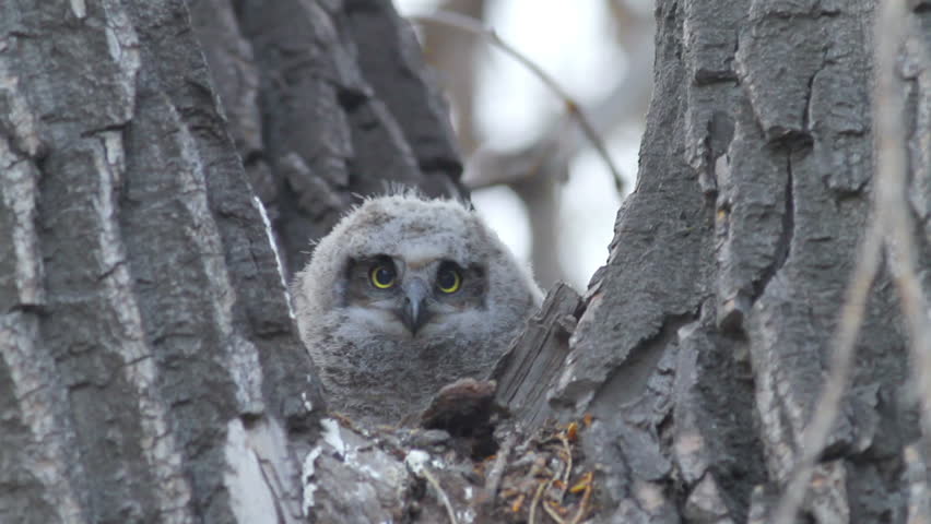 Three week old Great Horned Owl in nest, looking alert. HD 1080p.