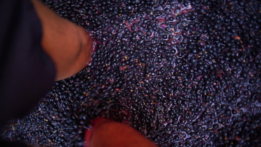 Traditional Grape Stomping for Wine Production. A top-down close-up view captures a bare foot pressing dark purple grapes during traditional winemaking. 
