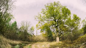 OAK Green Tree And Grass Turn Yellow. Season Change TimeLapse Concept. Season Transition Oak Forest From Summer Green To Autumn Yellow. Fall Autumn Mood Time Lapse. - Powered by Shutterstock - Get 15% off with code: PIKWIZARD15