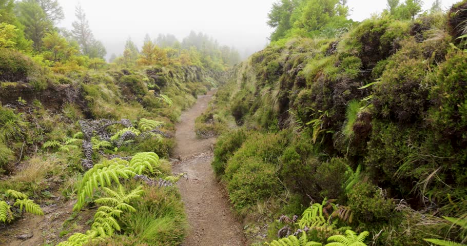 Tracking shot a path through a forest with a lot of moss and plants. The path is surrounded by trees and bushes in Azores.