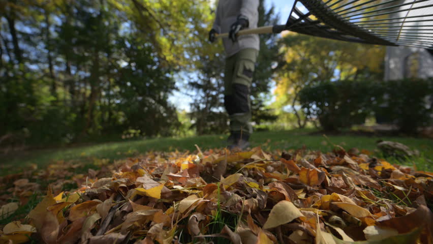 Shot of gardener raking fallen autumn leaves on a green lawn. The metal rake moves through colorful fallen leaves on green grass, seasonal yard work and fall cleanup.