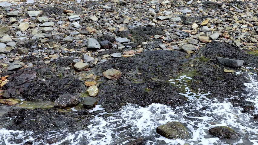 Overhead view of waves splashing against rocky, seaweed-covered shoreline under natural daylight, static camera