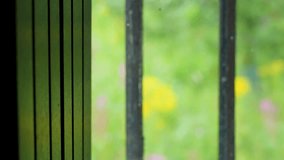 Soft daylight illuminates wildflowers viewed through a window, casting distinct shadows indoors - Powered by Shutterstock - Get 15% off with code: PIKWIZARD15